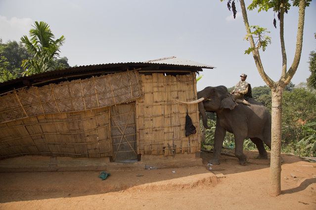 An elephant is used to demolish a house during an eviction drive inside Amchang Wildlife Sanctuary on the outskirts of Gauhati, Assam, India, Monday, November 27, 2017. (Photo by Anupam Nath/AP Photo)