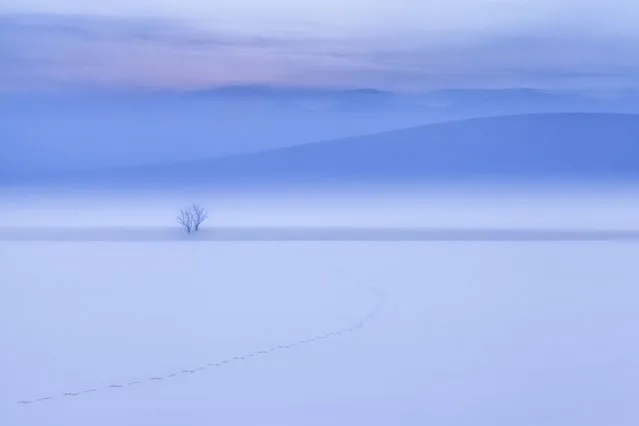 “Winters Picture Book”. Before dawn of 25 degrees below zero, time zone surrounding dyed blue. Landscape, such as the picture book had spread. In addition, in a snowy field, in just a short while ago, the rabbit seems to have walked. Photo location: Hokkaido, Japan. (Photo and caption by Mitsuhiko Kamada/National Geographic Photo Contest)