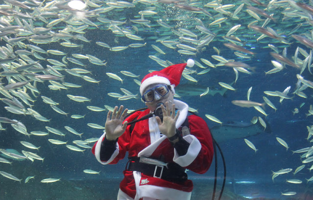 A South Korean diver clad in Santa Claus costume swims with sardines at The Coex Aquarium on December 8, 2012 in Seoul, South Korea. Even though the official religion of South Korea is Buddhism, about 30 percent of it is Christian and Christmas is one of the biggest holidays to be celebrated in South Korea.  (Photo by Chung Sung-Jun)