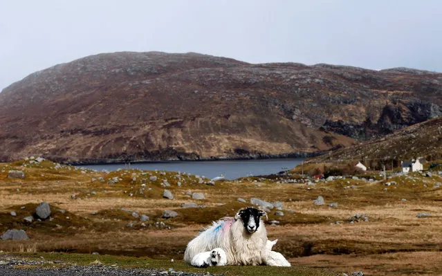 An ewe and its lambs rest on the Isle of Lewis and Harris, an island off the northwestern tip of Scotland in the Outer Hebrides, Britain April 27, 2016. (Photo by Russell Cheyne/Reuters)