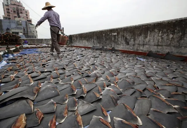 In this January 3, 2013 file photo, a worker collects pieces of shark fins dried on the rooftop of a factory building in Hong Kong. For centuries, shark fin, usually served as soup, has been a coveted delicacy in Chinese cooking. In the United States, members of the fishing industry say they will dig in against 2016 legislation in Congress that proponents believe will help shut down the country's shark fin industry for good. (Photo by Kin Cheung/AP Photo)