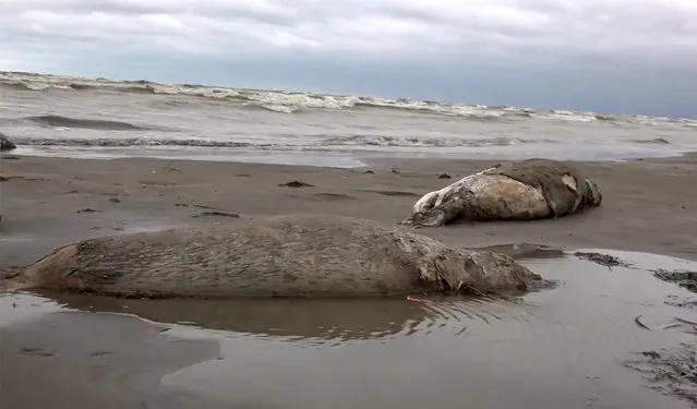 In this image taken from footage provided by the RU-RTR Russian television on Sunday, December 4, 2022, bodies of dead seals are seen on shore of the Caspian Sea, Dagestan. Officials say that about 1,700 seals have been found dead on the Caspian Sea coast in southern Russia. Authorities in the Russian province of Dagestan say that it’s still unclear what caused the animals’ death, but they likely died of natural reasons. (Photo by RU-RTR Russian Television via AP Photo)