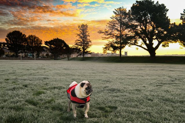 December got off to a frosty start for Dennis the Pug at Wadebridge in North Cornwall this morning. With temperatures dipping below zero on the river Camel this morning, December 2, 2022. (Photo by Simon Maycock/Alamy Live News)