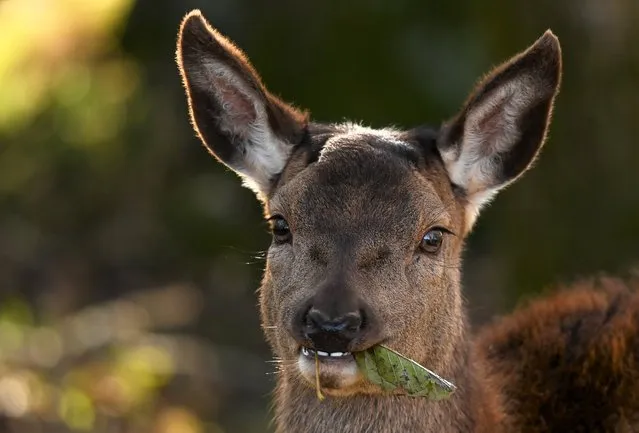 A Deer holding a leaf looks on as they roam Bridwell Park Estate on December 15, 2022 in Cullompton, England. The Devon estate is home to Lord Ivar Mountbatten, whose great uncle was Louis Mountbatten, 1st Earl Mountbatten of Burma. (Photo by Harry Trump/Getty Images)