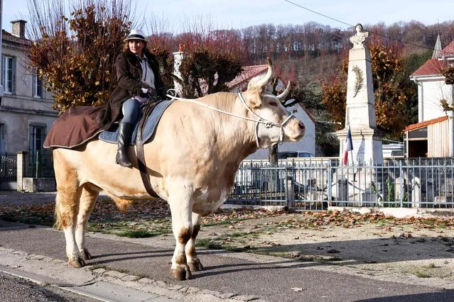 In this photograph taken on December 13, 2022 French horse trainer Sabine Rouas rides her bull “Aston” in Vieville-Sous-les-Cotes, northeastern France. Sabine Rouas trained her bull like an horse. Aston performs in horse jumping and dressage competition. (Photo by Kenzo Tribouillard/AFP Photo)