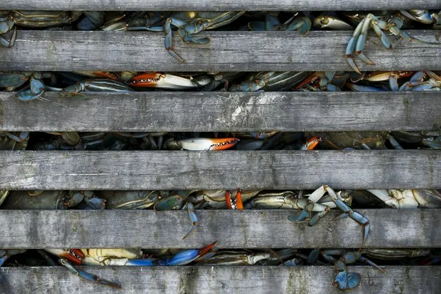 Workers unload bushel baskets of live blue crabs into a large carriage before pressure steaming them at the A.E. Phillips & Son Inc. crab picking house on Hooper's Island in Fishing Creek, Maryland August 26, 2015. (Photo by Jonathan Ernst/Reuters)