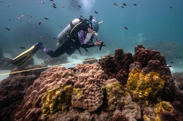 This photo taken on December 22, 2022 shows Lalita “Nan” Putchim, marine biologist and specialist in coral biology from Thailand's Department of Marine and Coastal Resources, taking a photo of an outbreak of yellow-band disease on coral formations off the coast of Samae San island in Sattahip district in the coastal Thai province of Chonburi. Underneath Thailand's calm turquoise seas, Thai scientists are frantically studying a highly infectious disease that is killing the kingdom's vital corals – and threatening the local tourist economy. (Photo by Lillian Suwanrumpha/AFP Photo)