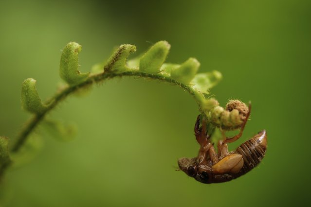 A periodical cicada nymph climbs to the end of a fern frond, Friday, May 16, 2025, in Cincinnati. (Photo by Carolyn Kaster/AP Photo)