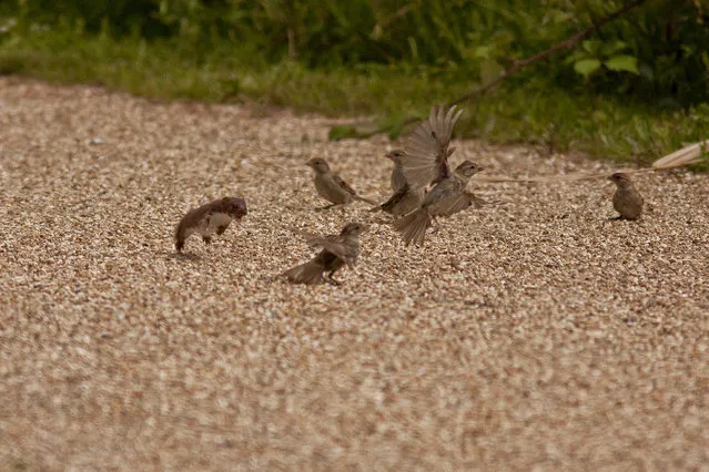 H) Highly commended – Harry Martin. Weasel Chasing Sparrows - Taken at RSPB Rainham Marshes. I was walking back to the visitor centre when I noticed a group of sparrows picking at the stones on the ground. I stopped a minute to watch them when suddenly this weasel burst out of the grass. My instinct was to drop to the ground to get as low as angle as possible and fire off a couple of shots. Luck must have been with me as this was one of the resulting images.
