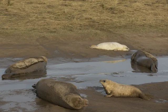 Grey Seal wallow on the mud flats at the Lincolnshire Wildlife Trust's Donna Nook nature reserve on November 24, 2014 in Grimsby, England. (Photo by Dan Kitwood/Getty Images)