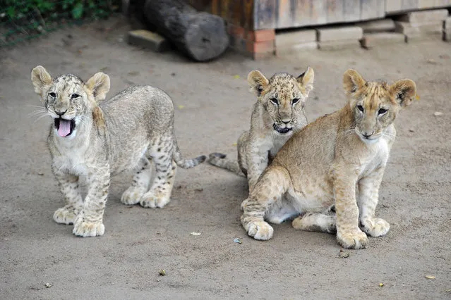 Lion cubs play with each other at a zoo in Qingdao, east China's Shandong Province, September 27, 2016. The five lion cubs, who were born about two months ago, practice attacking prey by nature although they don't have any lion to teach them. (Photo by SIPA Asia via ZUMA Wire)