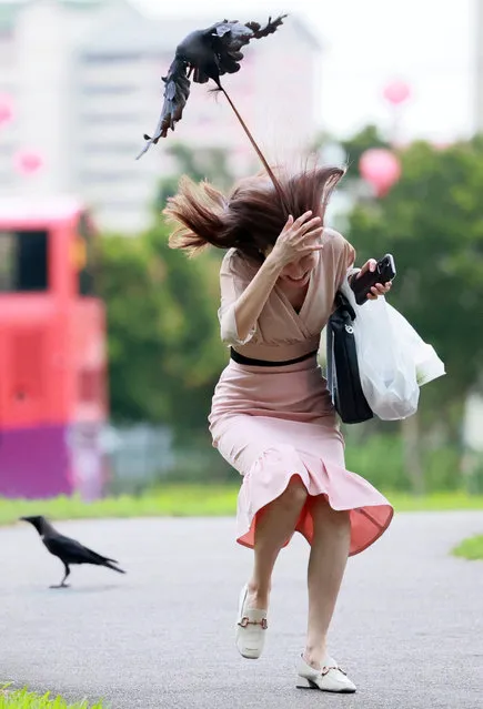 A crow attacks a passerby, in a series of crow attacks on residents at a neighbourhood in Singapore on February 14, 2023. (Photo by Leonard Phuah/Shin Min Daily/Singapore Press Holding Media Trust via Reuters)