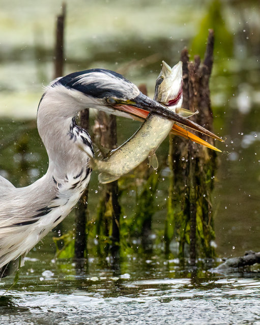 The picture dated August 20, 2025 shows a Grey Heron catching a Pike at Tices Meadow in Farnham, Surrey, UK. The tall, prehistoric-looking birds can often be seen standing like a statue on the edge of ponds and lakes, contemplating their next meal. (Photo by Surrey Hills Photography/Bav Media)