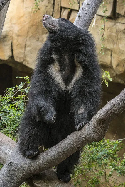 In this photo released by the San Diego Zoo, a 2-year-old male sloth bear named Sahaasa climbs to the top of a felled log in his new exhibit at the San Diego Zoo, Thursday, December 11, 2014, in San Diego, Calif. The bear and his sister, Kayla, moved to their new exhibit Thursday morning after completing quarantine at the Zoo's animal hospital. (Photo by Ben Bohn/AP Photo/San Diego Zoo)