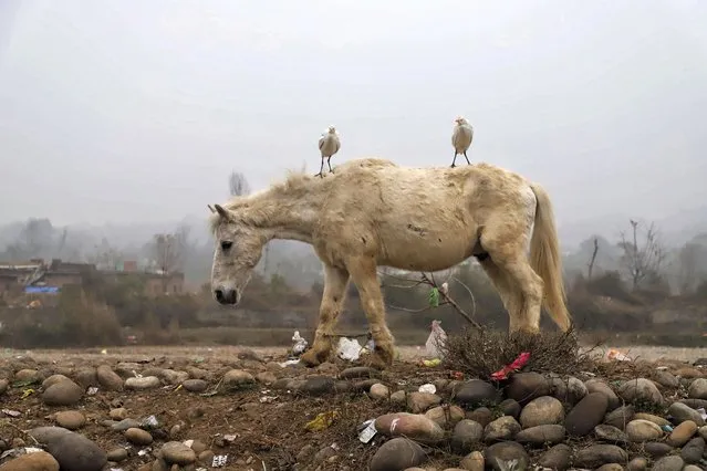 Ergets sit on a horse as he searches for food near a garbage dump in Jagti on the outskirts of Jammu city, Jammu and kashmir, India on January 1, 2022. (Photo by Nasir Kachroo/NurPhoto via Getty Images)