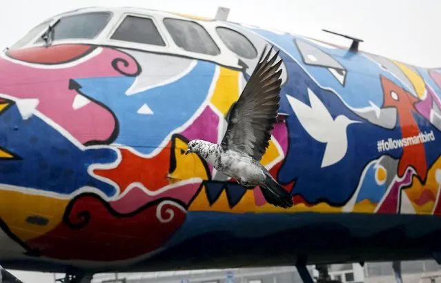 A pigeon flies by a painted Antonov-24 plane at Zhulyany airport in Kiev, Ukraine, November 5, 2015. (Photo by Gleb Garanich/Reuters)