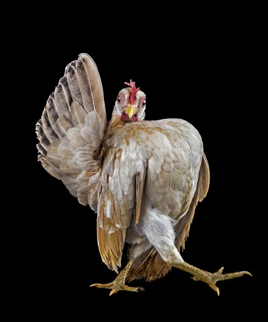 Ornamental chicken breeding clubs have emerged in Indonesia, Thailand, North America and even European countries such as the UK and France. Malaysia is however the epicenter of this cultural phenomenon. (Photo by Ernest Goh/2013 Sony World Photography Awards)