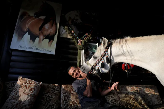 Palestinian horse trader Fares Salem plays with his horse inside the living room of his house in the East Jerusalem neighbourhood of A-tur, November 11, 2017. (Photo by Ammar Awad/Reuters)