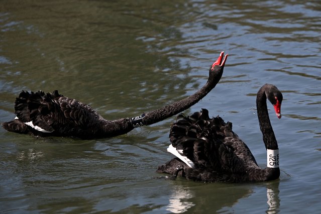 Swans interact on Melbourne's Albert Park Lake on September 29, 2025. The swans are part of a research study by The University of Melbourne to monitor the birds' movements, behaviour, and health using numbered neck collars. (Photo by William West/AFP Photo)