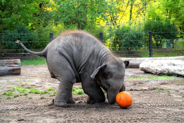 An elephant calf, Tula-Tu plays with a pumpkin, as the Oregon Zoo celebrates Halloween during the 27th annual Squishing of the Squash, in Portland, Oregon, U.S., October 16, 2025. (Photo by Oregon Zoo/Handout via Reuters)