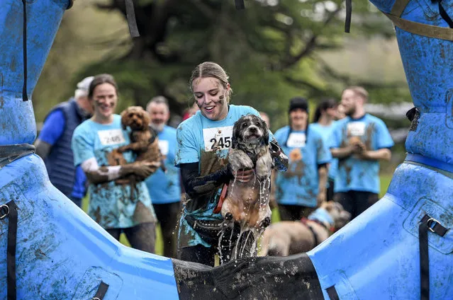 Participants in the Muddy Dog Challenge – some more willing than others – make it through the assault course at Breamore House in Hampshire on April 23, 2023. The event was in aid of Battersea Dogs & Cats Home. (Photo by David Clarke/Solent News)