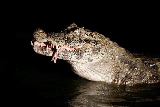 A yacare caiman eats beef offal in a pond at the San Jorge ranch in General Diaz, Paraguay, August 14, 2016. (Photo by Jorge Adorno/Reuters)