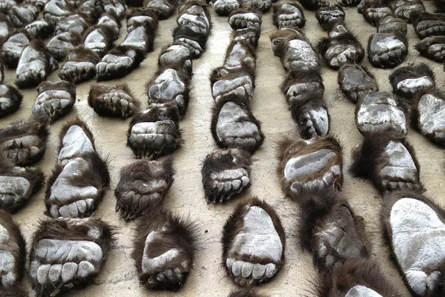 Smuggled bear paws are seen at the China-Russia border in Manzhouli, Inner Mongolia Autonomous Region, June 15, 2013. Two Russians were arrested for smuggling 213 bear paws into China at a China-Russia land border, according to the Chinese customs police's recent announcement. (Photo by Reuters/Stringer)