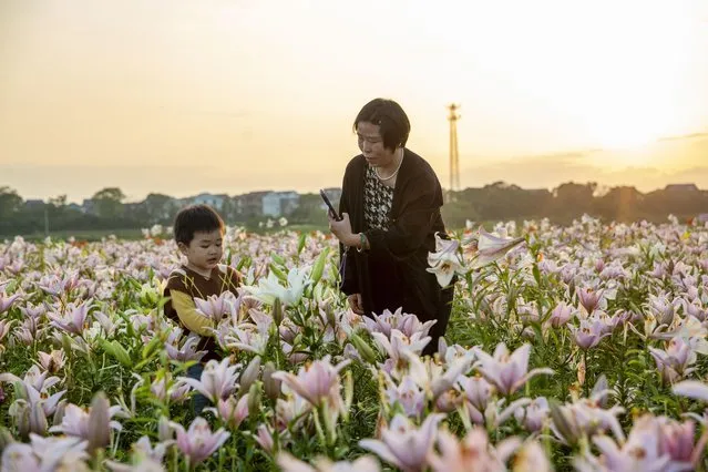 Tourists enjoy blooming lily flowers at a scenic area on May 24, 2023 in Jiujiang, Jiangxi Province of China. (Photo by VCG/VCG via Getty Images)