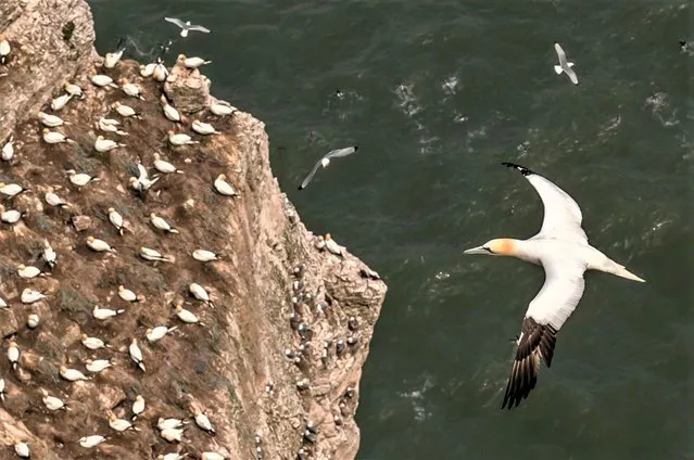 Nesting gannets at Bempton Cliffs in Yorkshire on Tuesday, May 16, 2023, where around 500,000 seabirds flock to the chalk cliffs to find a mate and raise their young. From March to October the cliffs come alive with nest-building adults and young chicks, including Puffins, Gannets and Guillemots, forming one of the UK's top wildlife spectacles. (Photo by Danny Lawson/PA Images via Getty Images)