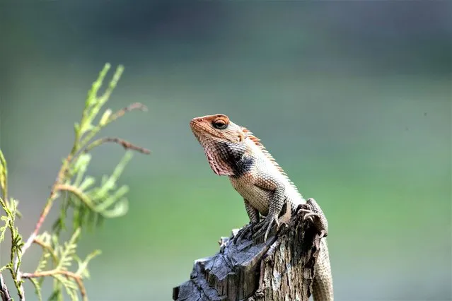 A lizard is pictured on a chopped tree in Lalitpur, Nepal on May 22, 2023. May 22 marks the International Day for Biological Diversity. (Photo by Xinhua News Agency/Rex Features/Shutterstock)