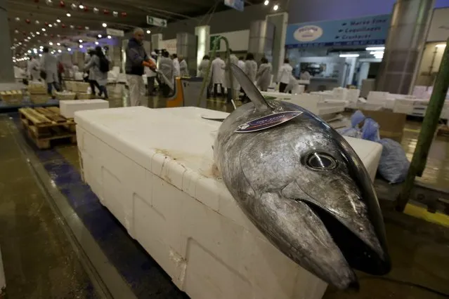 A Red Tuna is seen at the fish pavilion in Rungis International food market as buyers prepare for the Christmas holiday season in Rungis, south of Paris, December 11, 2015. (Photo by Philippe Wojazer/Reuters)