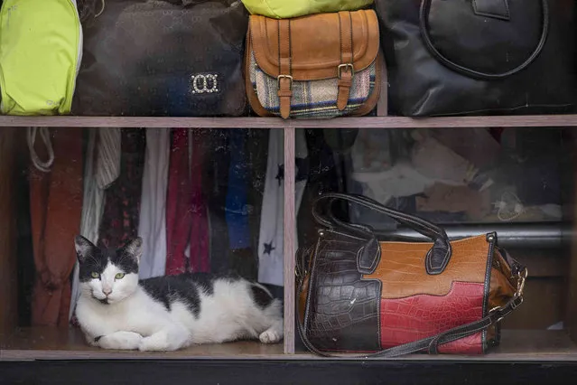 A cat sits in the window of a closed shop in Bucharest, Romania, Sunday, June 4, 2023. (Photo by Vadim Ghirda/AP Photo)