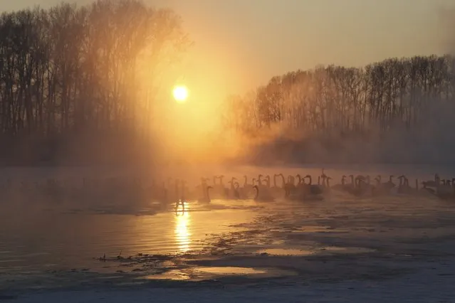 Swans swim over a lake, with the air temperature at about minus 35 degrees Celsius (minus 31 degrees Fahrenheit) as steam ascends above the water during sunset near the village of Urozhainy, Sovetsky district of Altai region, January 26, 2015. (Photo by Andrei Kasprishin/Reuters)