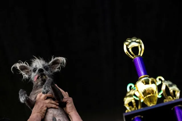 Linda Elmquist, holds her dog Scooter after winning the annual World's Ugliest Dog Contest at the Sonoma-Marin Fair in Petaluma, California U.S., June 23, 2023. (Photo by Carlos Barria/Reuters)