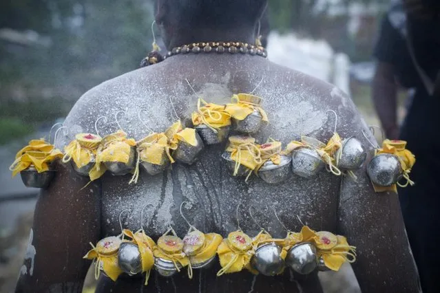 A Hindu devotee with milk pots hooked on his back before participating in a procession during the Thaipusam festival in Kuala Lumpur, Malaysia, Tuesday, February 3, 2015. (Photo by Joshua Paul/AP Photo)