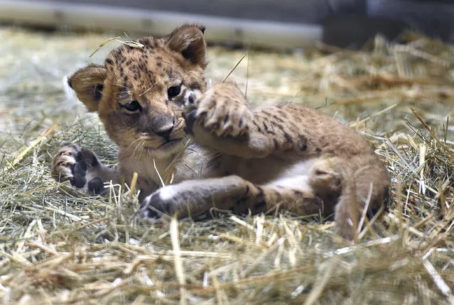 This November 17, 2016 photo shows a 5-week-old lion plays with his leg in the hay of his enclosure at the Fresno Chaffee Zoo, in Fresno, Calif. The zoo is showing off a new lion cub and asking zoo-goers to choose his name. (Photo by John Walker/The Fresno Bee via AP Photo)