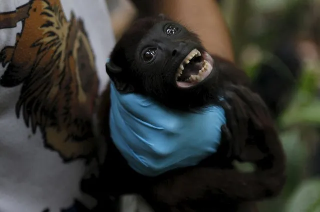 A volunteer holds a baby Red Howler Monkey (Alouatta caraya) at the Hacienda Miraderos forests in the Municipality of Armenia, Antioquia, Colombia, December 14, 2015. (Photo by Fredy Builes/Reuters)