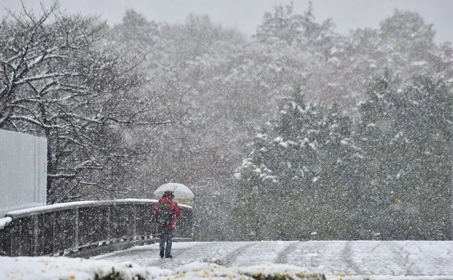 A pedestrian walks in snowfall in Tokyo on November 24, 2016. (Photo by Kazuhiro Nogi/AFP Photo)