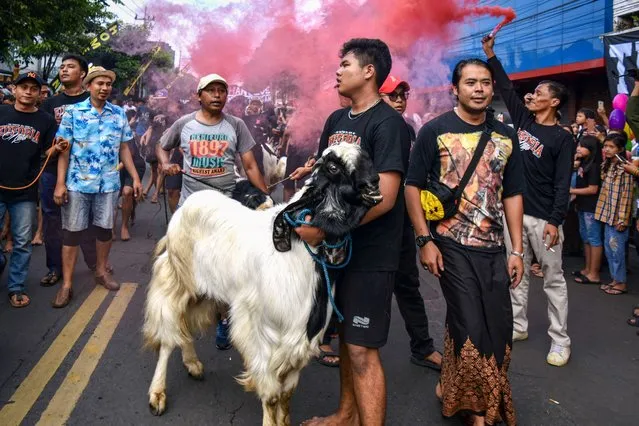 Youths parade livestocks during Eid al-Adha feast in Malang on June 29, 2023. (Photo by Aman Rochman/AFP Photo)