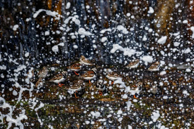 Birds in the environment category silver award. Ruddy Turnstone, Arenaria interpres, by Mario Suarez Porras, Spain. (Photo by Mario Suarez Porras/2018 Bird Photographer of the Year)