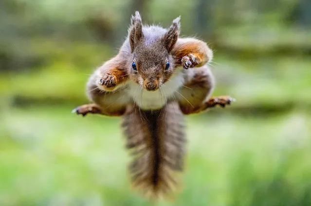 A red squirrel takes a flying leap in search of some lunch near Hawes in North Yorkshire in the last decade of July 2023. They feed on seeds, buds and bark and are particularly partial to pinecones. (Photo by Jo Bird/Solent News)