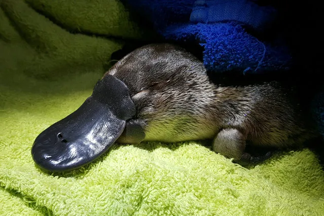 A platypus captured by a University of New South Wales research team is seen during fieldwork to collect population data near Byabarra, Australia, April 12, 2021. (Photo by James Redmayne/Reuters)