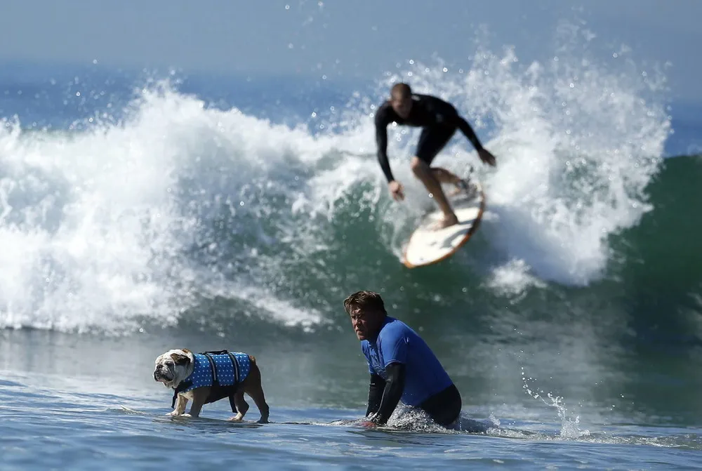 The 5th Annual Surf Dog Competition in California