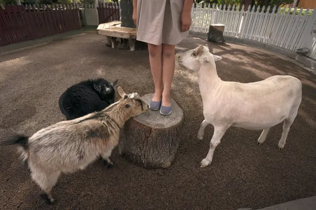 Abigail Ansdell, 11-year-old daughter of Allan Ansdell Jr, owner and president of Adventure City amusement park in Anaheim, California on April 14, 2021, interacts with goats in the park’s petting farm while helping her father prepare for its reopening. The family-run amusement park that had been shut since March last year because of the coronavirus pandemic reopened on April 16. (Photo by Jae C. Hong/AP Photo)