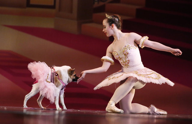 In a Thursday, December 8, 2016 photo, performing as the Sugar Plum Fairy, Katherine Free, left, dances with Pig, the dog, during the Birmingham's Ballet Mutt-cracker, a rendition of the famous ballet “The Nutcracker”, in Birmingham, Ala. Pig was a featured performer, wearing a pink tutu and dancing alone with the Sugar Plum Fairy in Act 2. Born with a condition called short-spine syndrome, the 3-year-old dog hops somewhat like a frog to stand up and has hunched shoulders that make her gait appear somewhat gorilla-like. (Photo by Brynn Anderson/AP Photo)