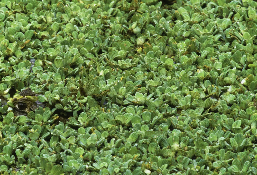 Vanishing Act by Art Wolfe