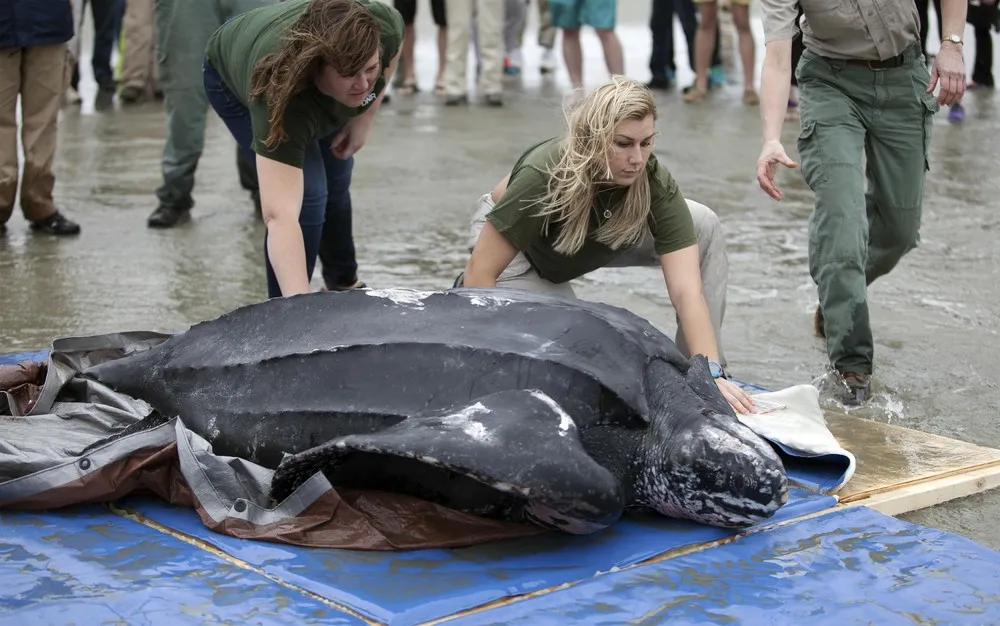After Rescue, Massive Sea Turtle Released into Atlantic