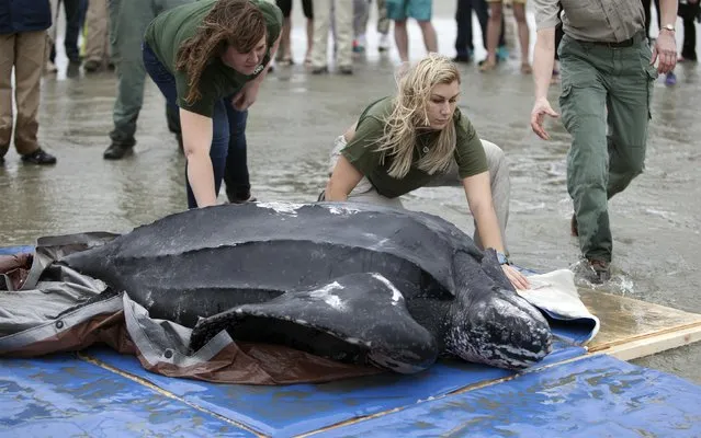 Biologists Jenna Cormany (L) and Lauryn Wright of the South Carolina Department of Natural Resources help to release a leatherback turtle in Isle of Palms, South Carolina March 12, 2015. (Photo by Randall Hill/Reuters)