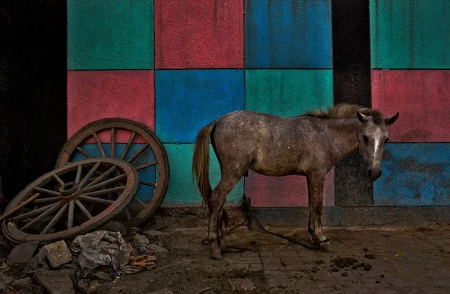 A mule stands next to color patterns painted on a school wall as the wheels of an old cart lie nearby in New Delhi, India, Sunday, October 28, 2018. The animal is used for transporting construction material and other goods. (Photo by R.S. Iyer/AP Photo)