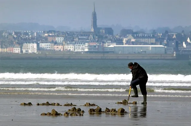 A man digs for shellfish during a record low tide on Kerlaz beach near Douarnenez in western France, March 21, 2015. (Photo by Mal Langsdon/Reuters)